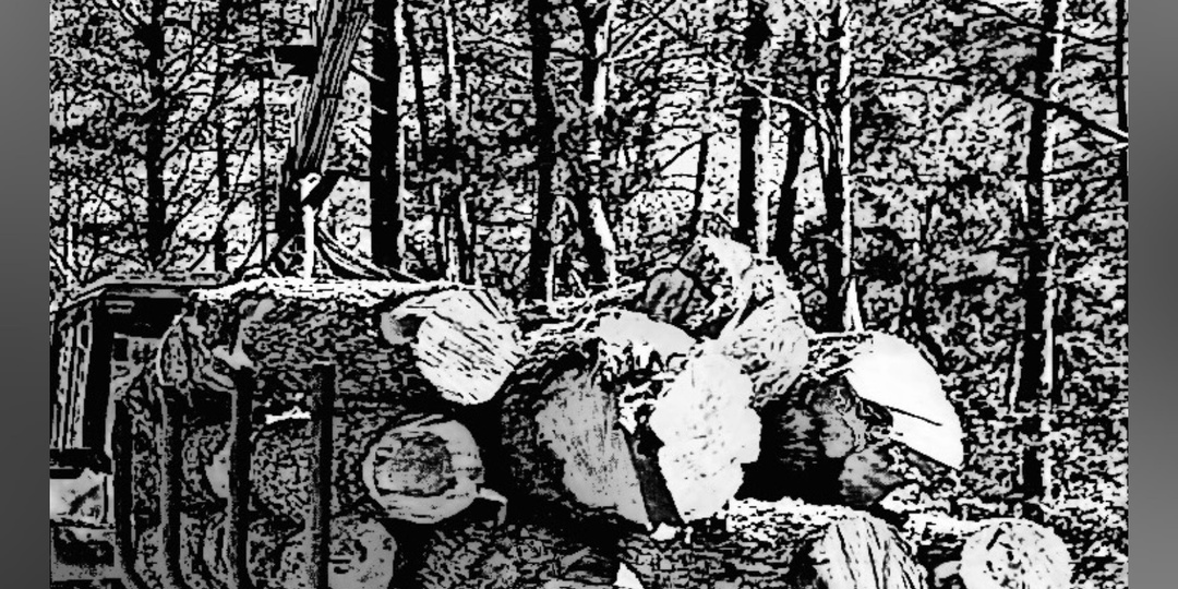 Найти на картинке трех собак смогут не все, но каждый седьмой