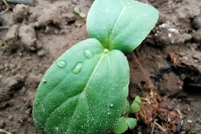 Взошли огурцы в теплице. Что делать дальше для хорошего роста. Применяю 3 хитрости