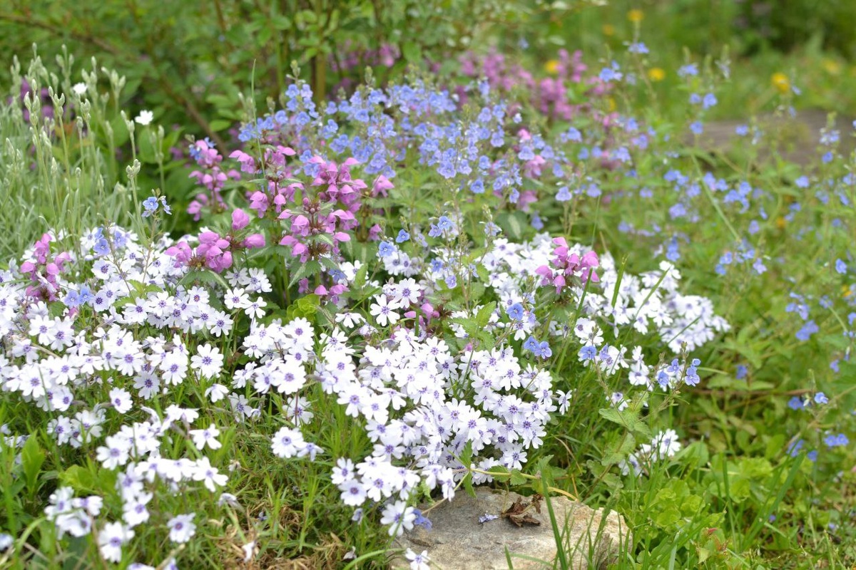флокс шиловидный, яснотка, ясколка и вероника нитевидная
