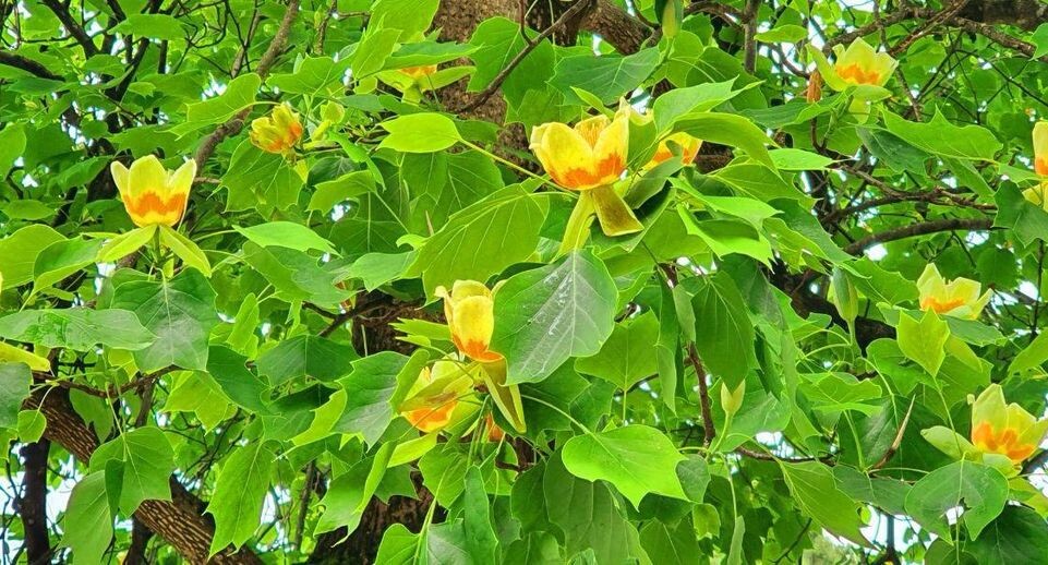    Дендропарк «Южные культуры» / Telegram