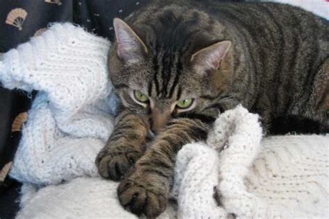 😿Как понять, что у вашего кота проблемы с почками