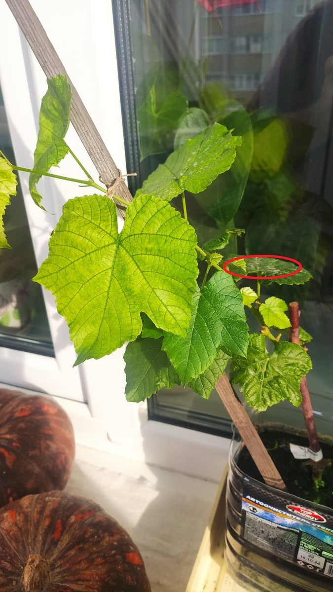 Фото подписчика. 