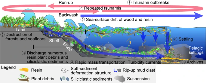 Схема образования янтаря из Щимонакагавы