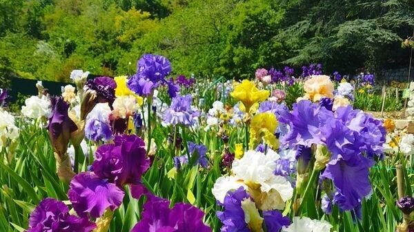    © Фото предоставлено Никитским ботсадом