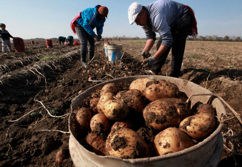 Уборка картофеля фото Яндекс