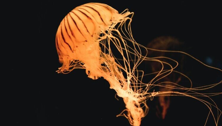     Фото: Aaron Andrew Ang on Unsplash