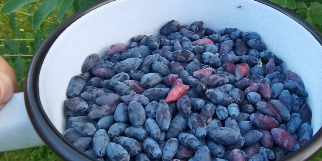 Готовлю крупную жимолость по проверенному методу. Через месяц соберу 3 кг ягод с куста