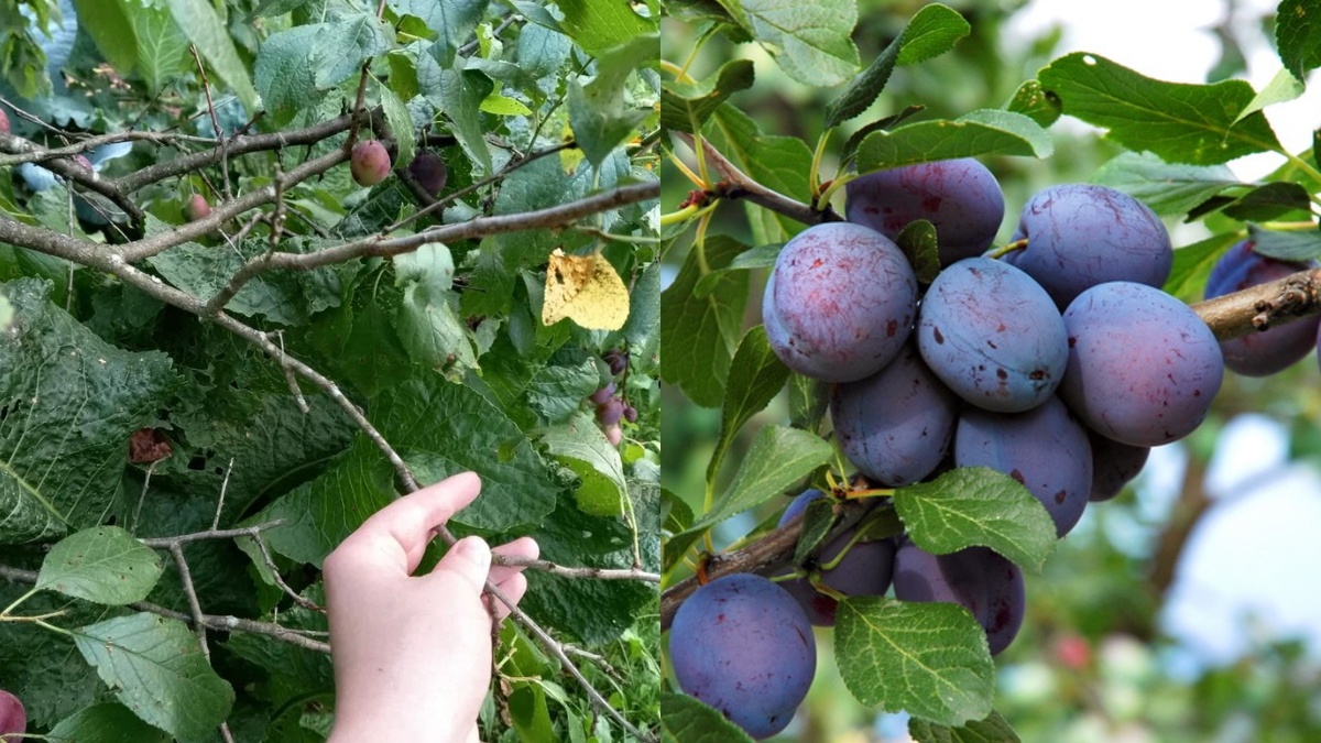 Результат обработки сливы разными препаратами. Фото сделано через неделю после опрыскивания