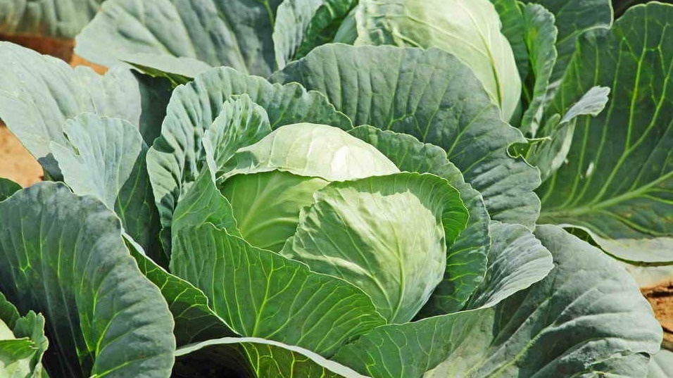 Выращиваю белокочанную капусту без единой химии. 3 проверенных способа защиты увеличили урожай на 45%