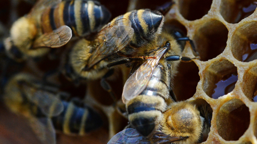    Фото: © РИА Новости/Виталий Аньков