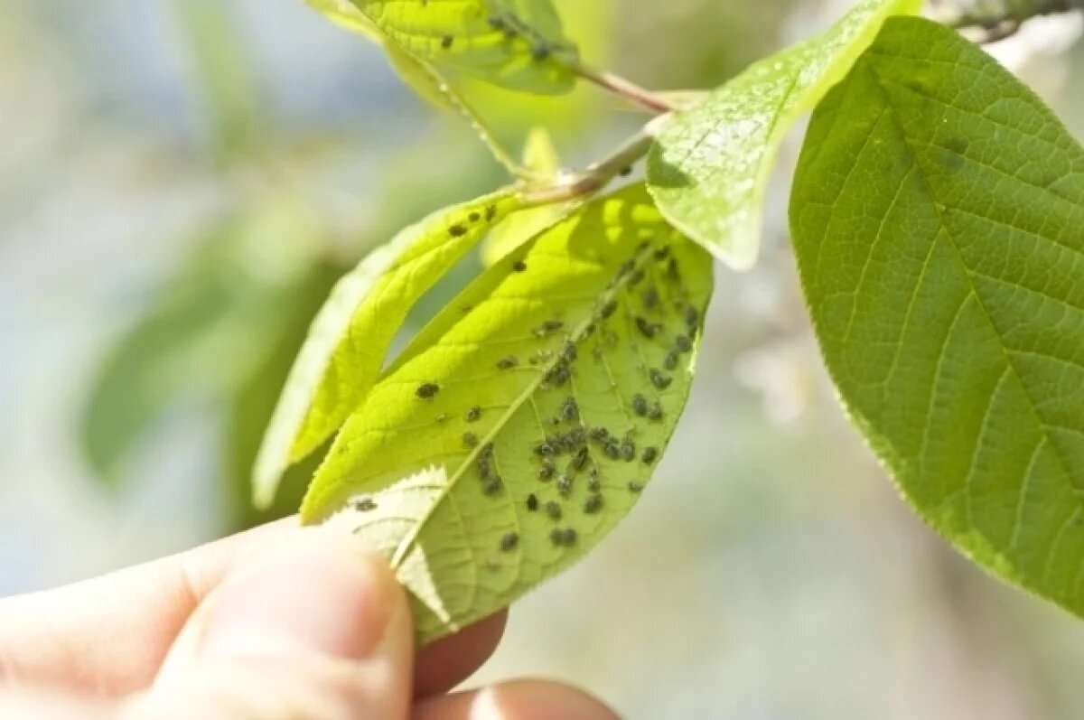    Предотвратить набег тли проще, чем уничтожить её.