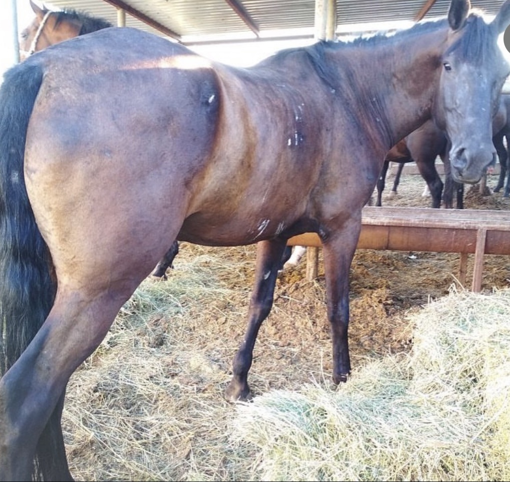 Одно из фото с бойни