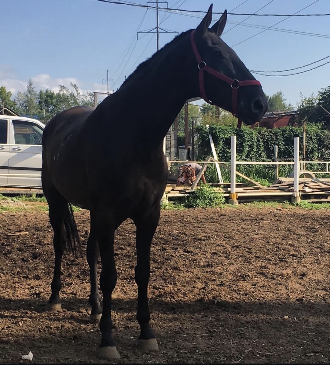 Знакомьтесь- Рик!