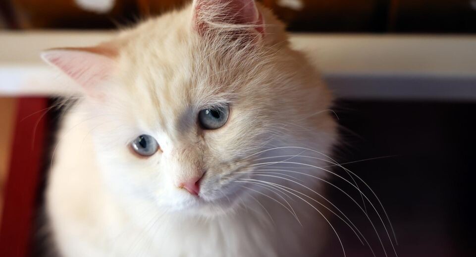    Mustafa Kaya/XinHua / www.globallookpress.com