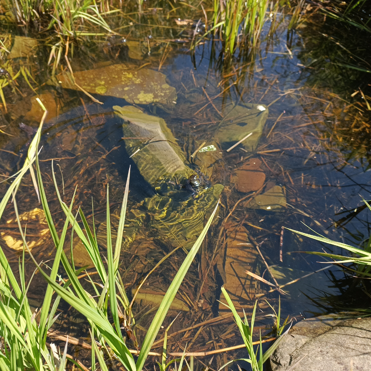 Жерланки Фото Компанец Д.А.
