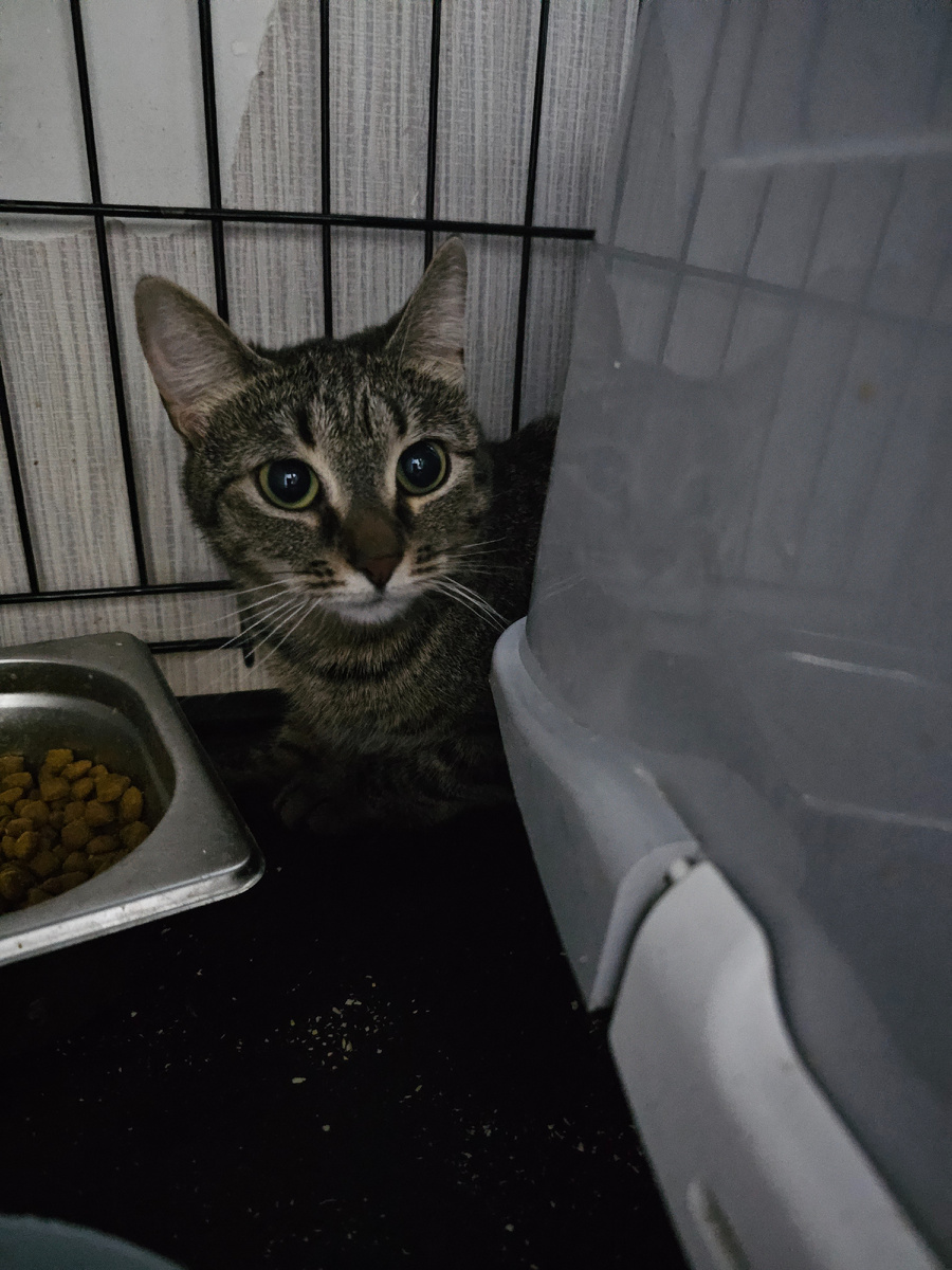 Фото автора. Наша Ласка.