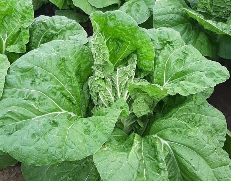    Фото сайта Минсельхоза России admin