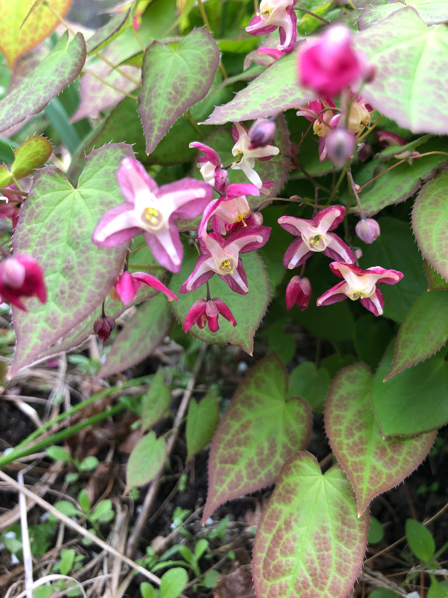 Горянка Рубра