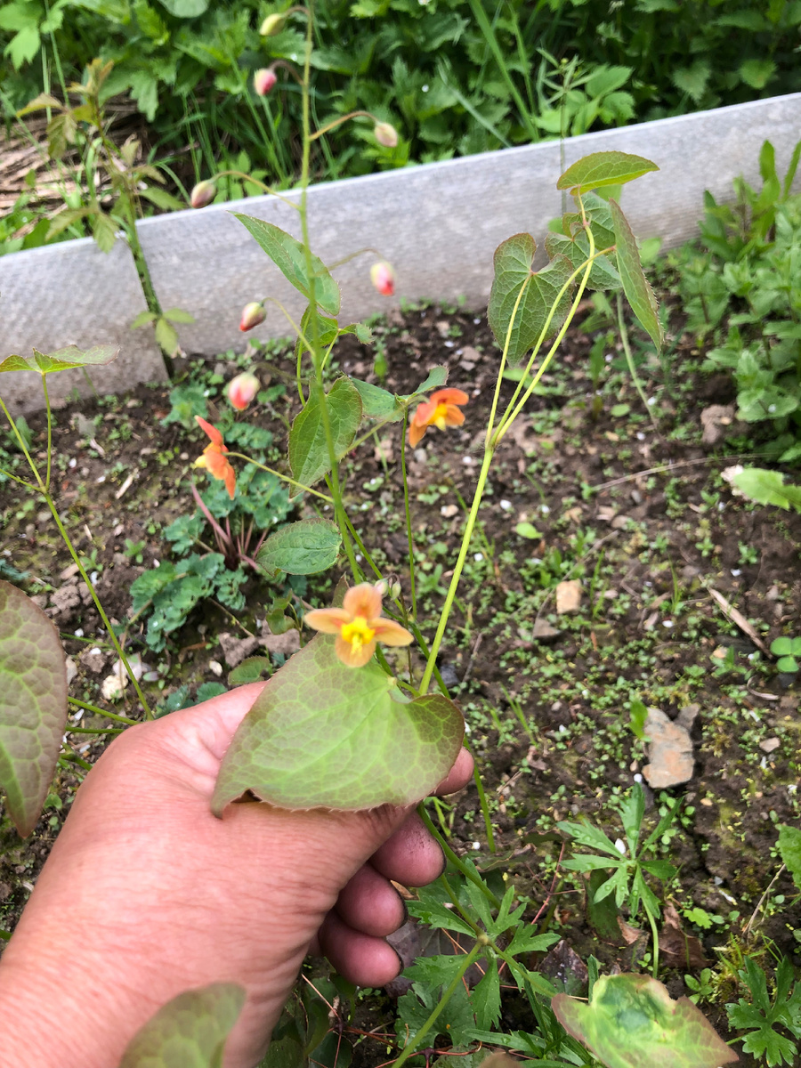 Горянка валарийская