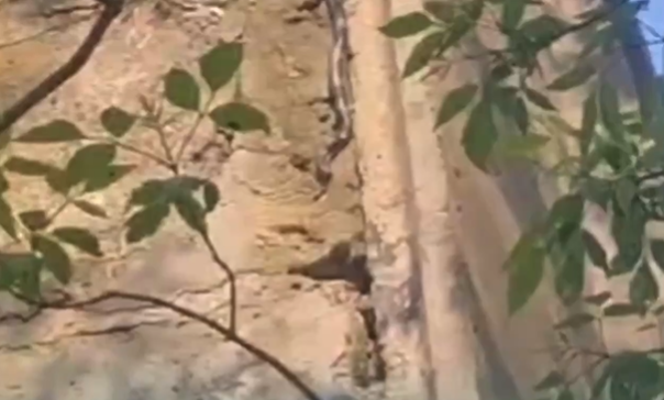    Источник фото: Скрин видео