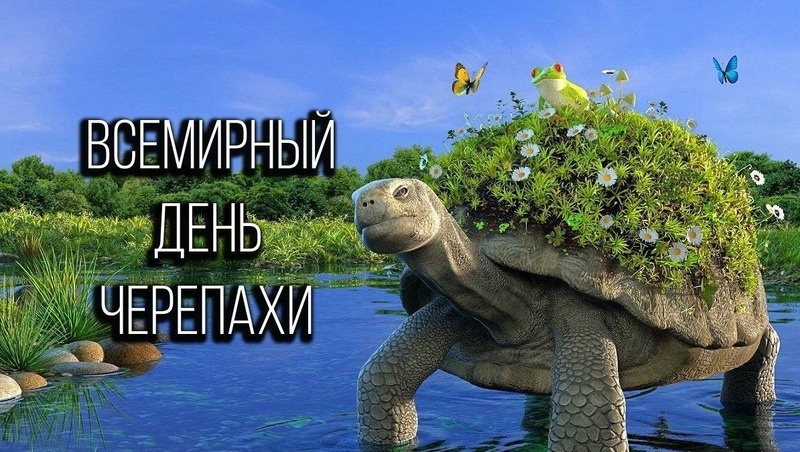 С Всемирным днем черепахи Фото: bipbap.ru