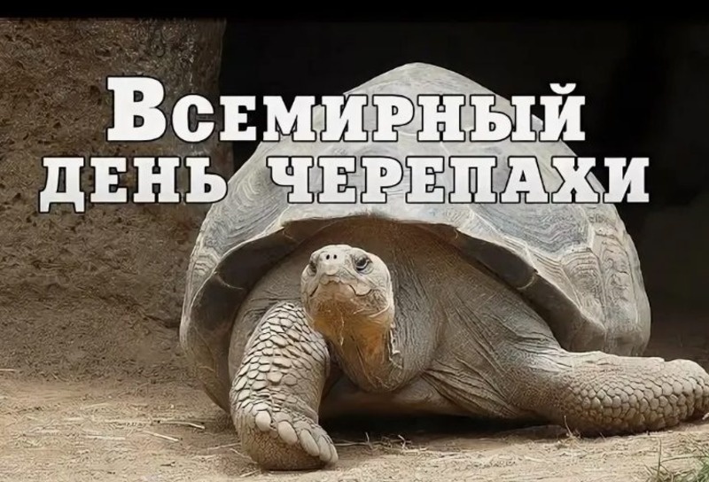    С Всемирным днем черепахи Фото: bipbap.ru