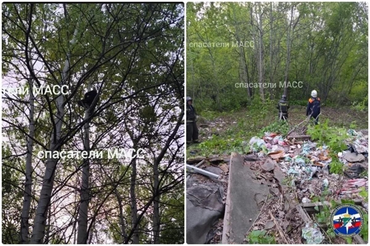    Мужчина залез на дерево и не давал себя спасти в Новосибирске