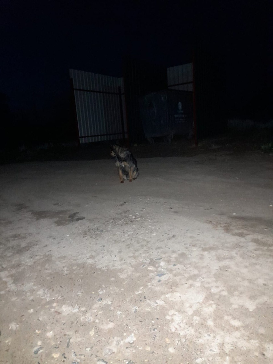 Кузьма подброшен к мусорному баку