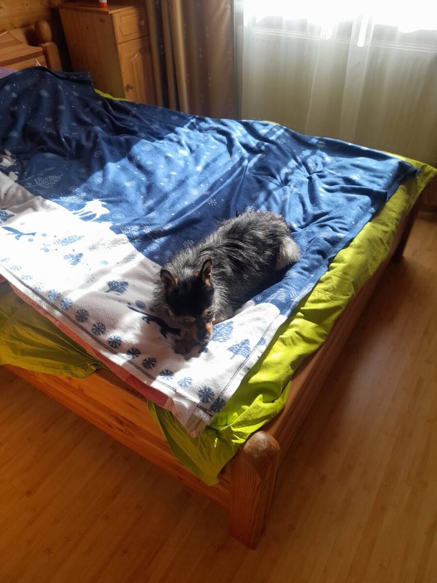 Кузьма на кровати