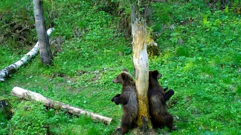     Медвежата ставят метки на дереве. Фотоловушка. Установка - Юрий Калинкин