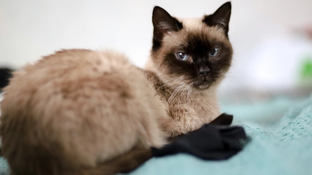    Elena Mayorova/Globallookpress