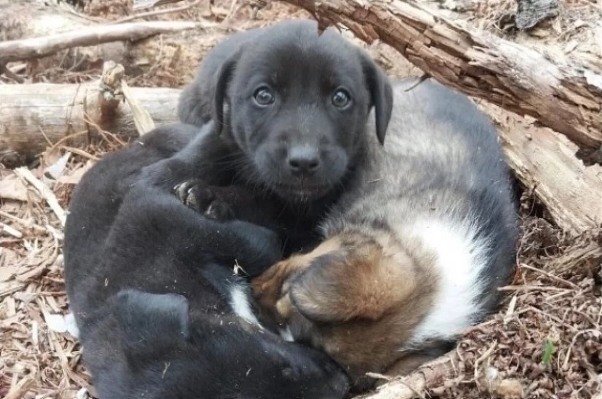    В лесу под Южно-Сахалинском обнаружили «свалку» живых щенков