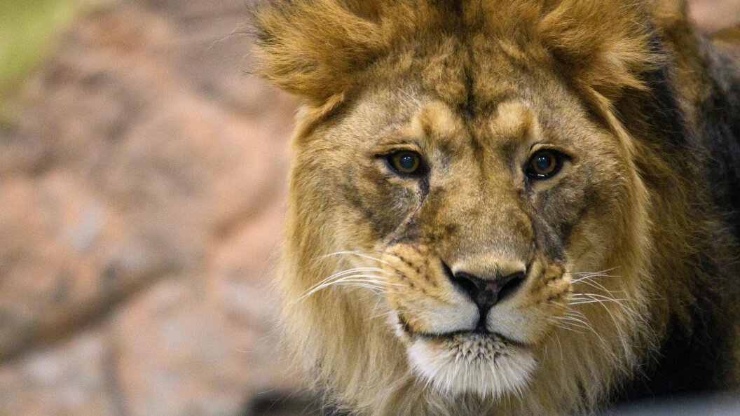    Фото: Ilya Moskovets/Globallookpress