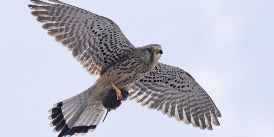 Звездный фотограф из Новосибирска запечатлел полёт пустельги с добычей