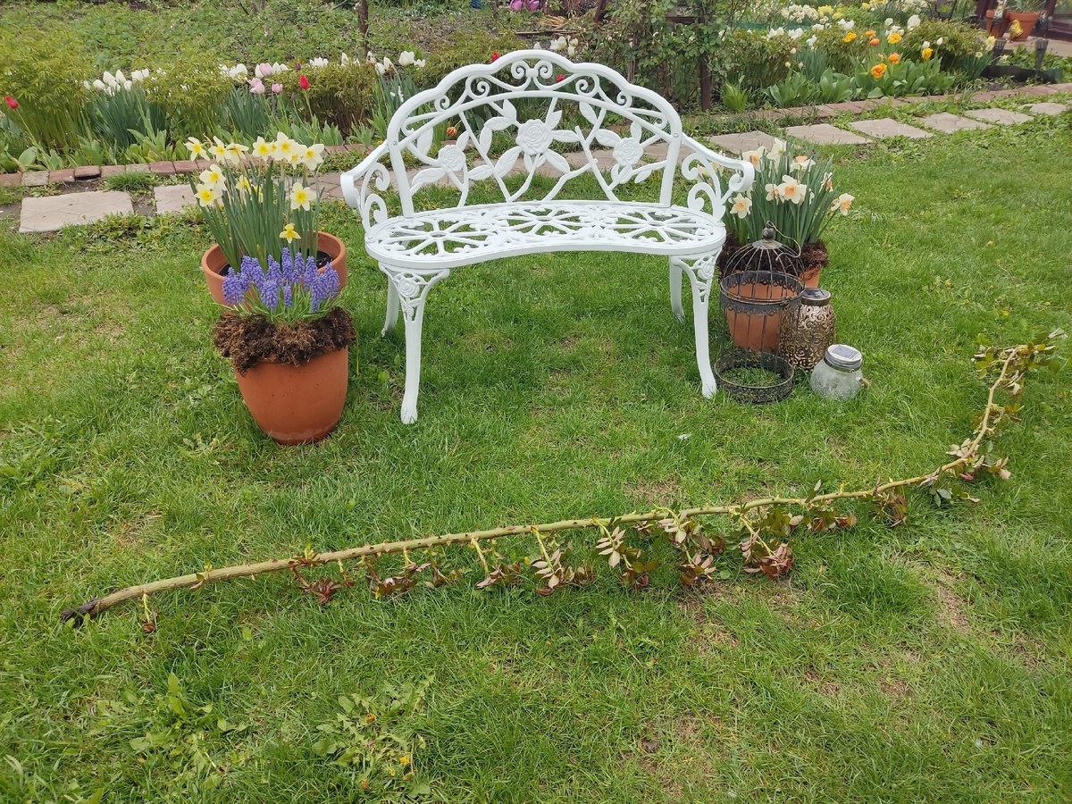 Фотография, сделанная мной в реальном саду