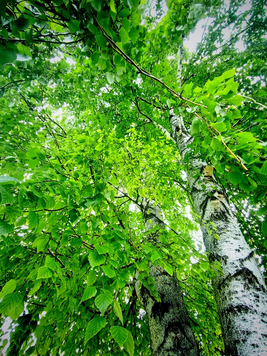 Белая Береза 