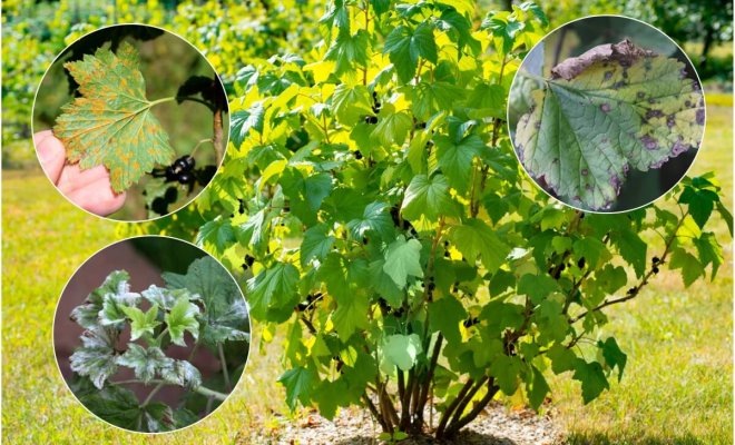  ﻿﻿Коллаж: ogorod.ru