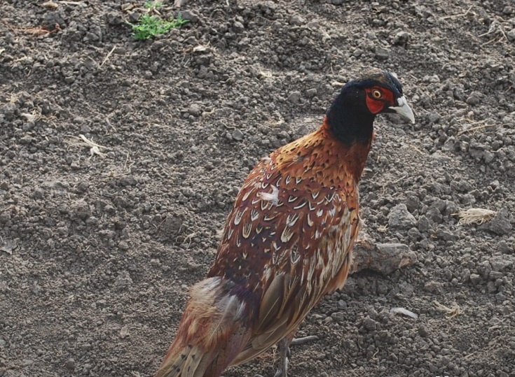    Фото телеграм-канала минприроды РО Редактор