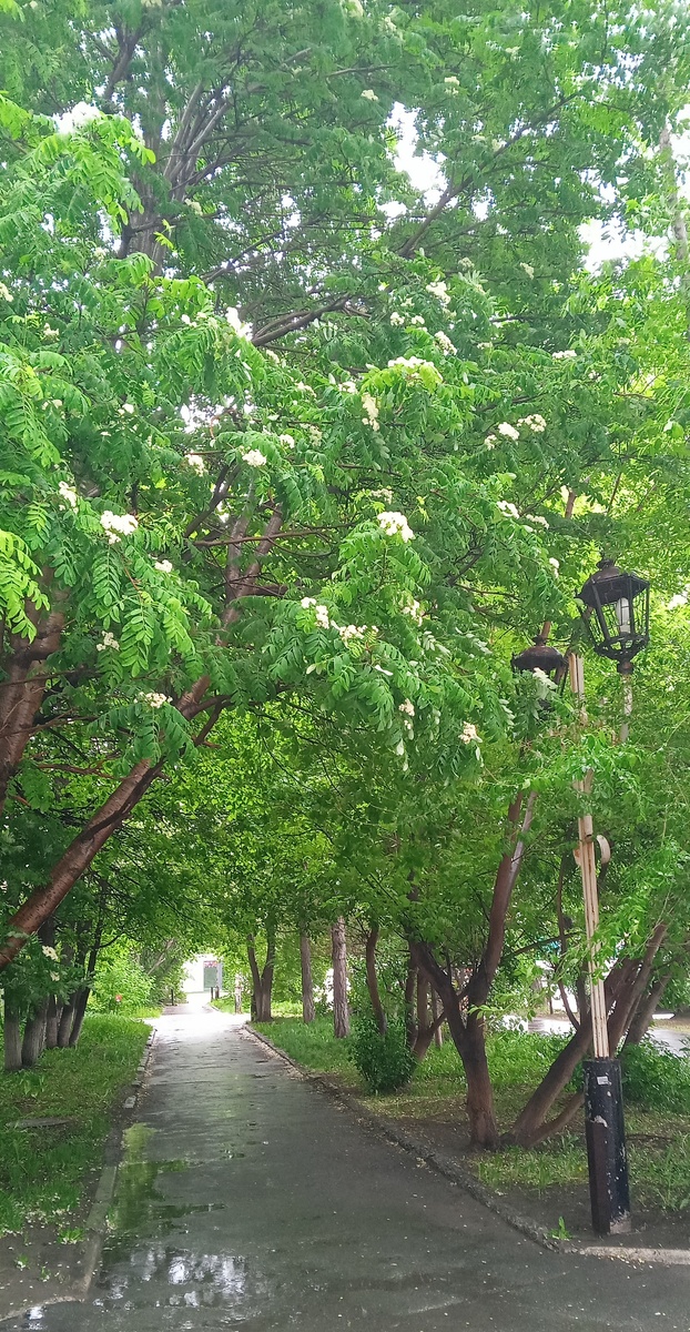 У нас дожди. Рябина цветёт...