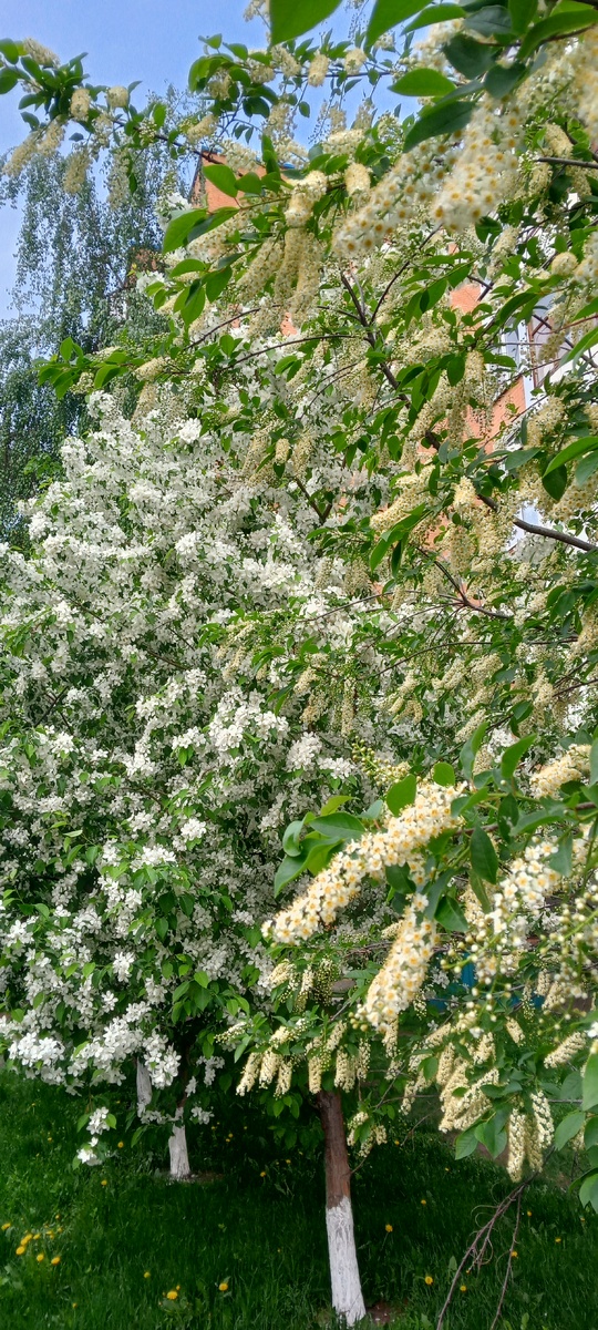 Все оттенки белого