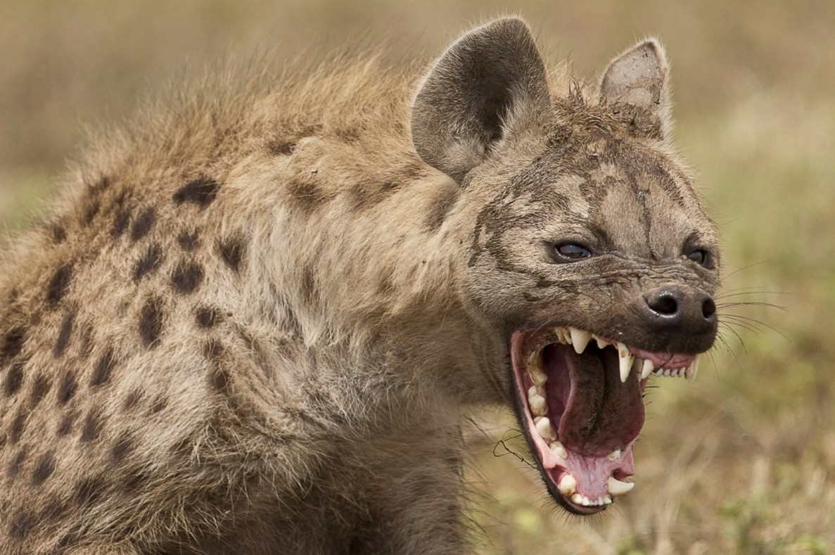 В мире гиен даже улыбка – это заявление о статусе. Эта дама явно не из робкого десятка!