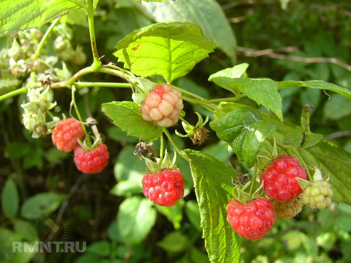   Фото altzapovednik.ru
