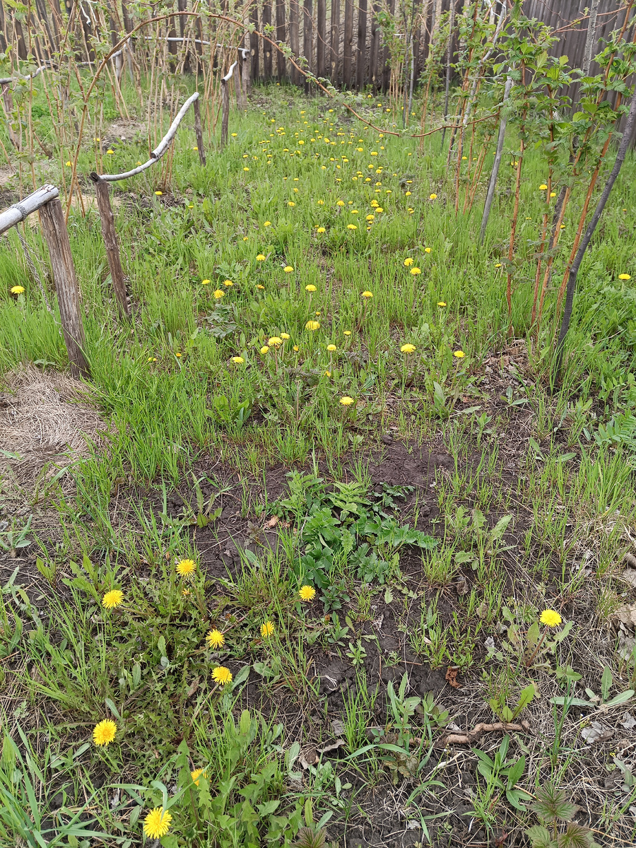 Междурядье в малиннике усыпано одуванчиками