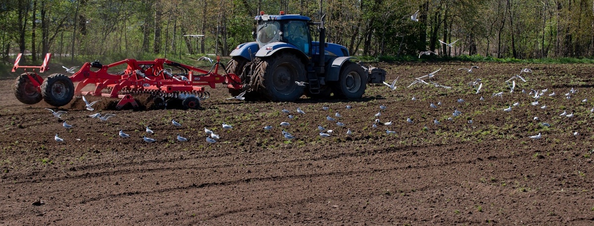    Автор фото: Сергей Ермохин / "ДП"