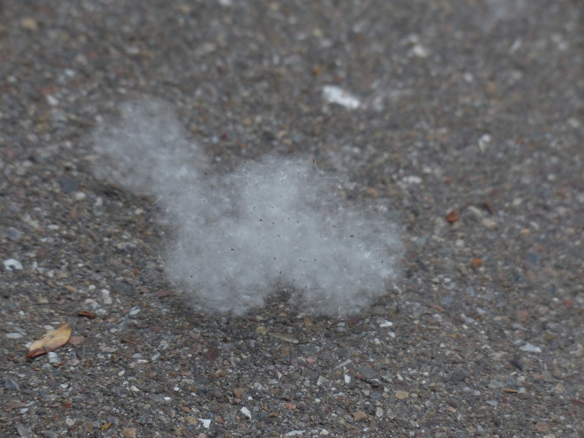    Фото с сайта pxhere.com