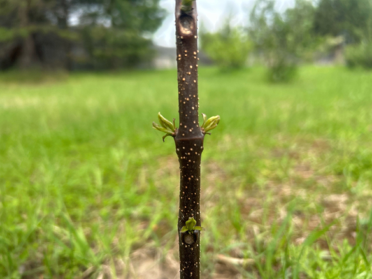 Та самая катальпа