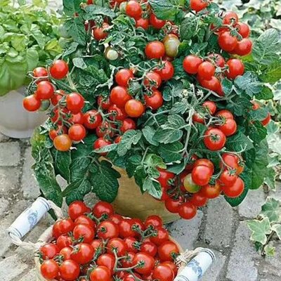 Как по вкусу плодов, так и по урожайности некоторые контейнерные томаты превосходят своих огородных родственников