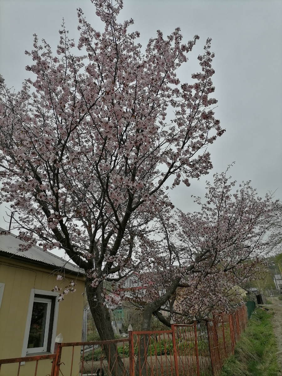 Цветение сакуры. 