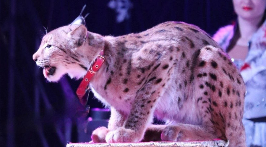    Фото: GrandSafari