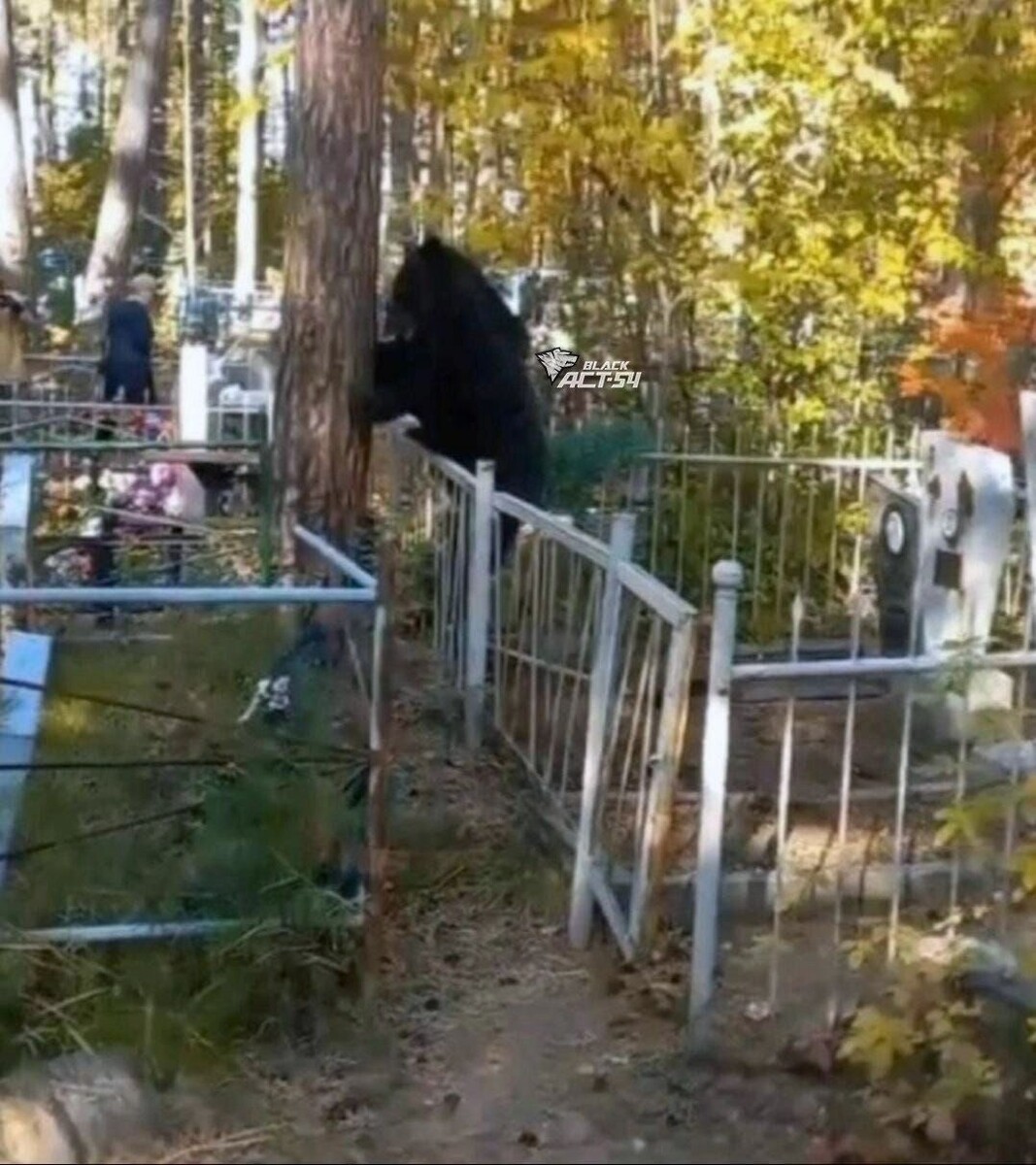     Источник: АСТ-54